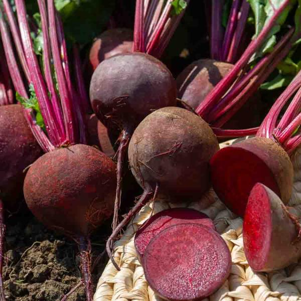 Potagères - Betterave Potagère Detroit 2 - BIO - face recto